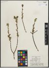 Foto von Salix myrtillifolia Anderson